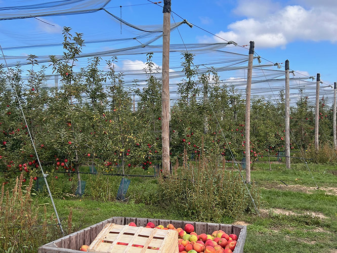 Opération Jus de pommes au Verger du Petit Pavillon