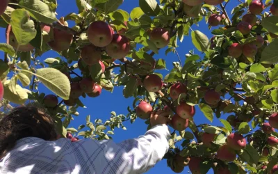 Invitation à notre opération « Ramassage de pommes 2025 »