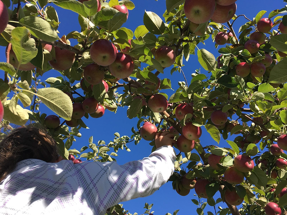 Cueillette de pommes et vente de jus de pommes au Verger du Petit Pavillon, à Lavernat
